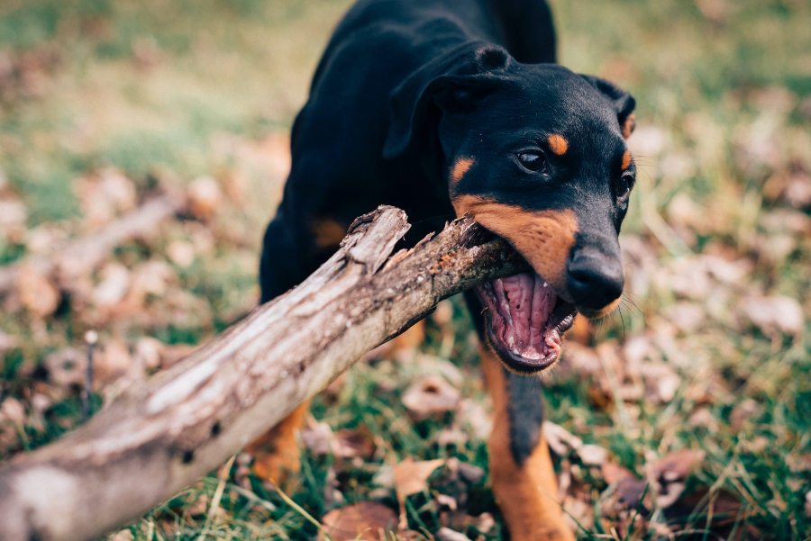 What To Know About Minnesota Dog Bite Lawsuits - Sand Law LLC - Minnesota Dog Bite Personal Injury Attorney