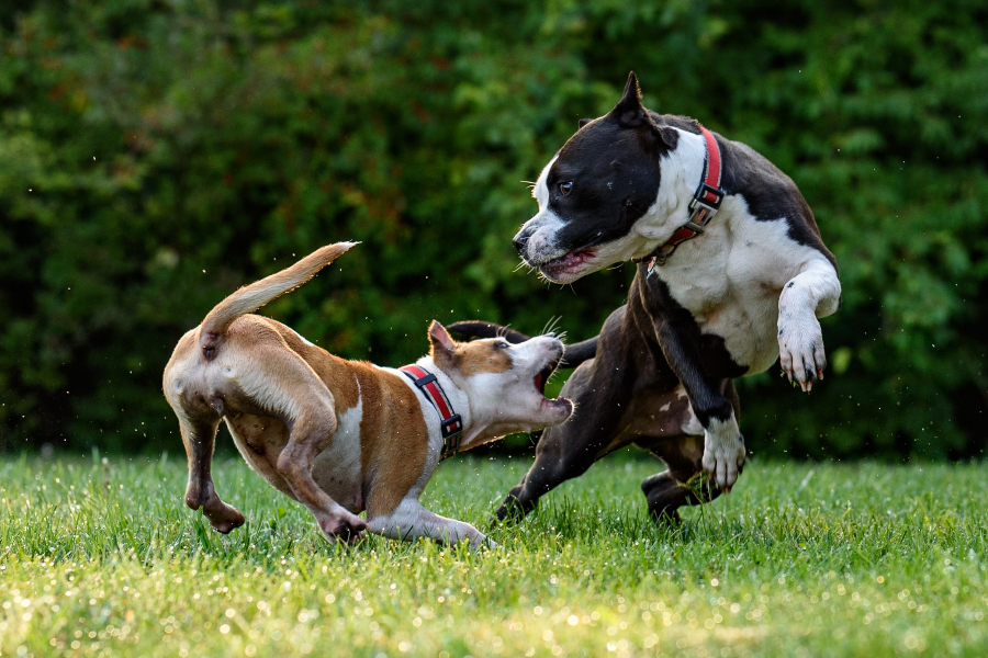 What are common defenses to dog bite cases in Minnesota - Sand Law LLC - Dog Bite Attorney