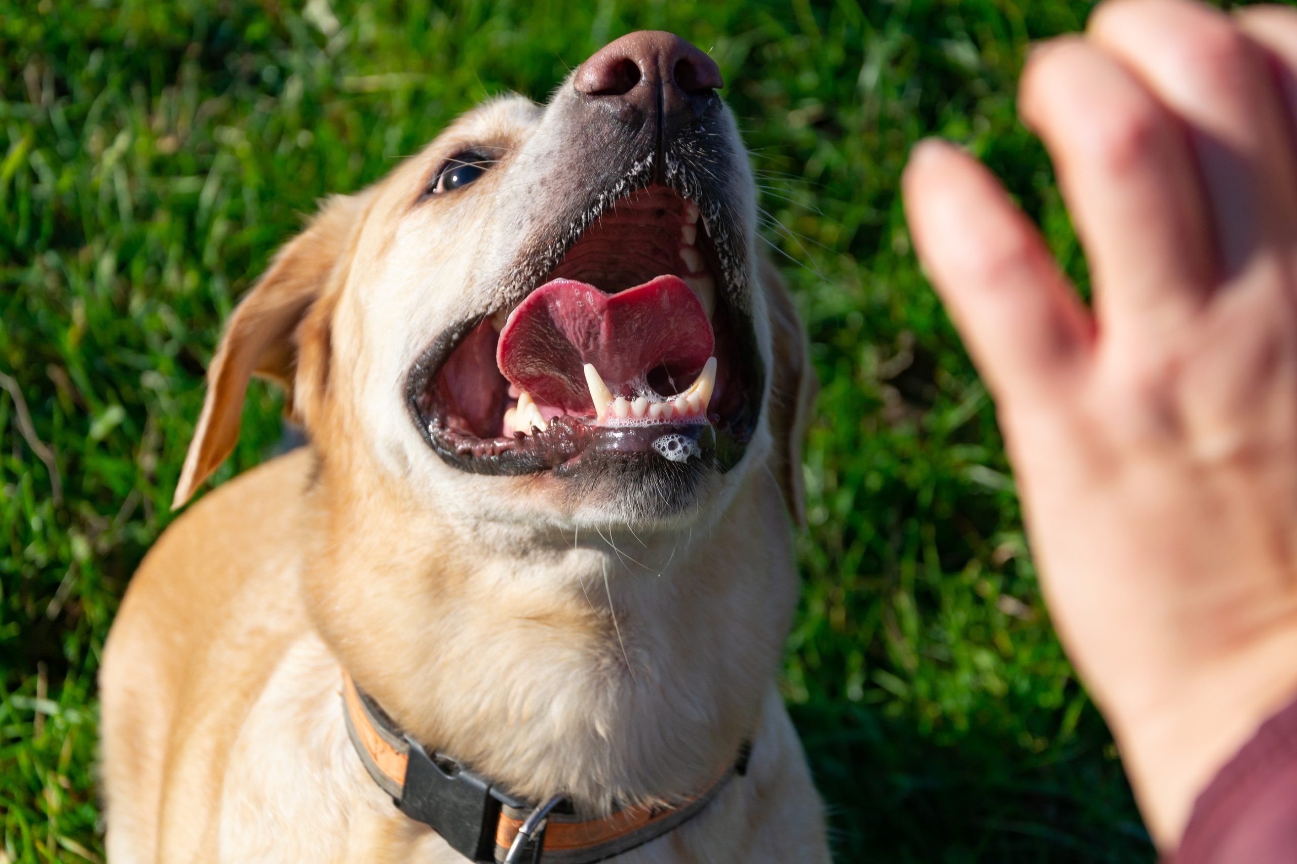 Minnesota Dog Bite Injury claim Lawsuit attorney