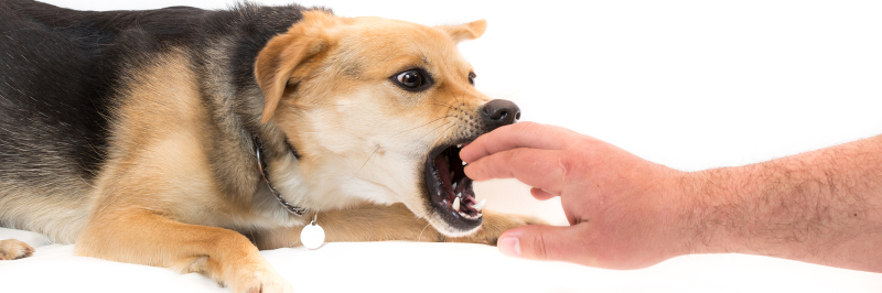 Angry-Dog-Biting-Man - Woodbury Dog Bite Attorneys - Sand Law LLC