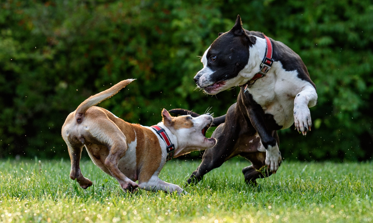 dogs biting - minnesota dog bite injury attorneys - sand law llc