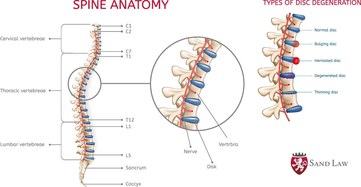 spine anatomy - sand law llc
