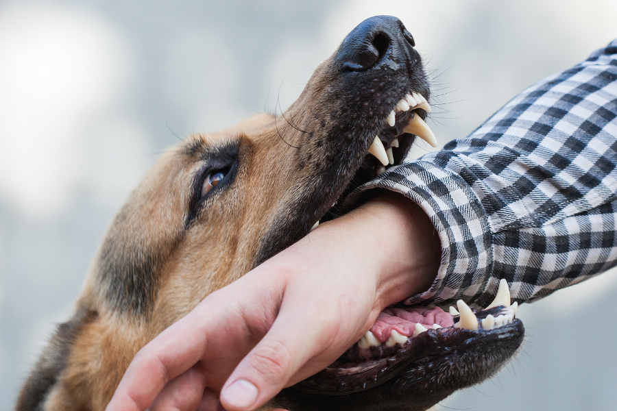 Common Breeds That Bite - Sand Law LLC - Minnesota Dog Bite Injury Attorney