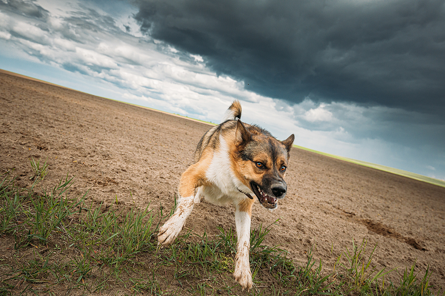 Personal Injury Attorney Answers Are Dog Bite Injuries Really That Common or Serious - Sand Law LLC Minnesota Attorney